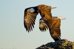 Pair of Bald Eagles in flight