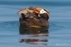 Spirit of Orca-Tufted Puffin Grooming