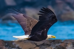 Spirit of Orca-Bald Eagle in Flight