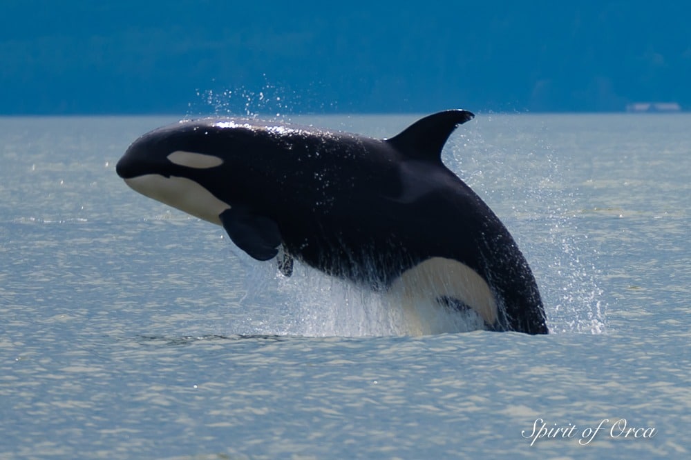 killer whale jumping mouth open