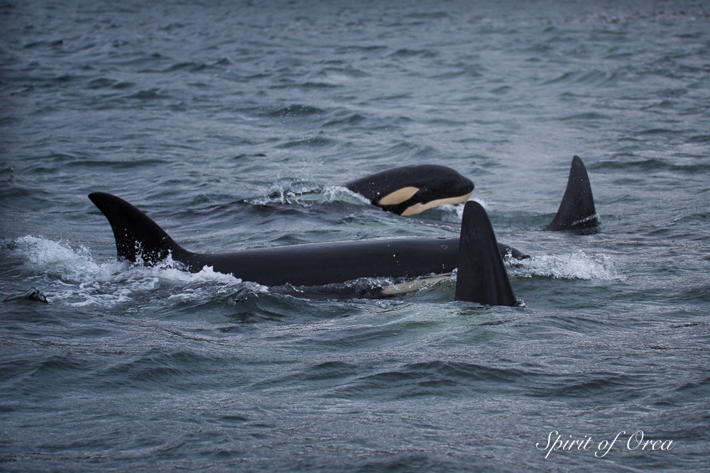 Sinking Barge, Stormy Seas and Killer Whales - Spirit of Orca