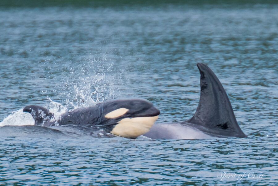 t65a6 young orca calf