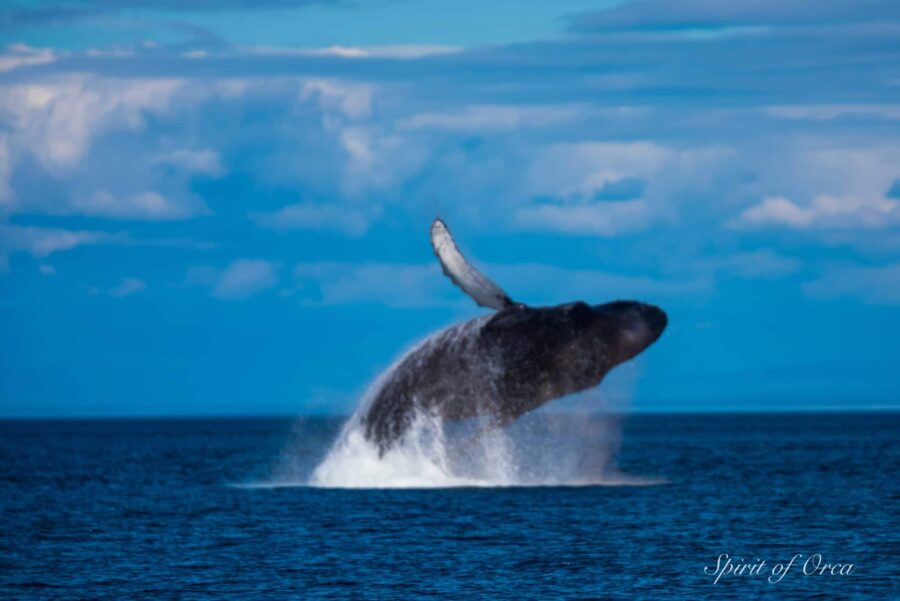 Humpback breach