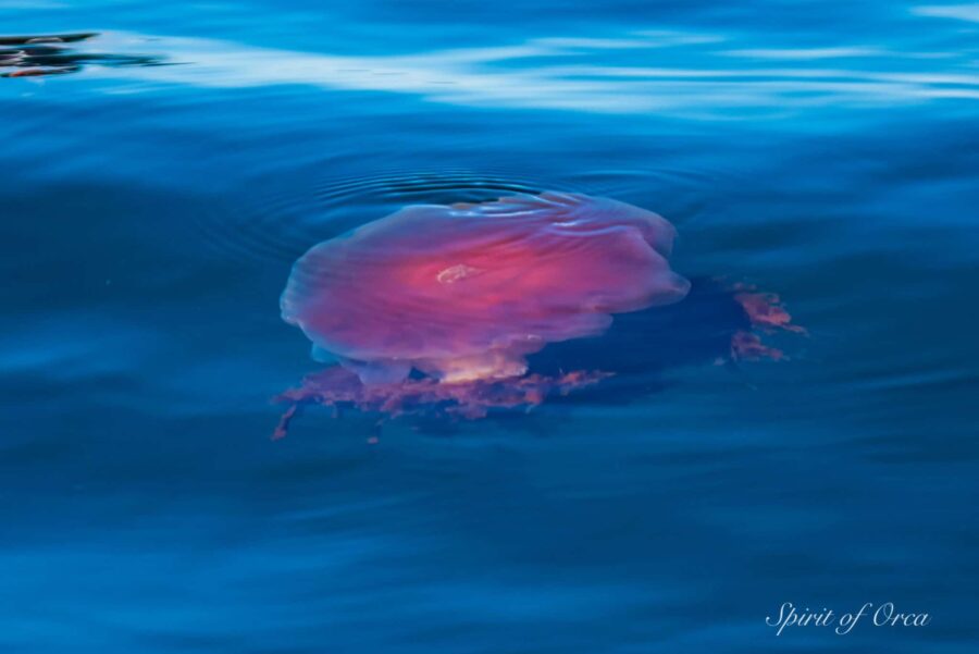 Lions Mane Jellyfish