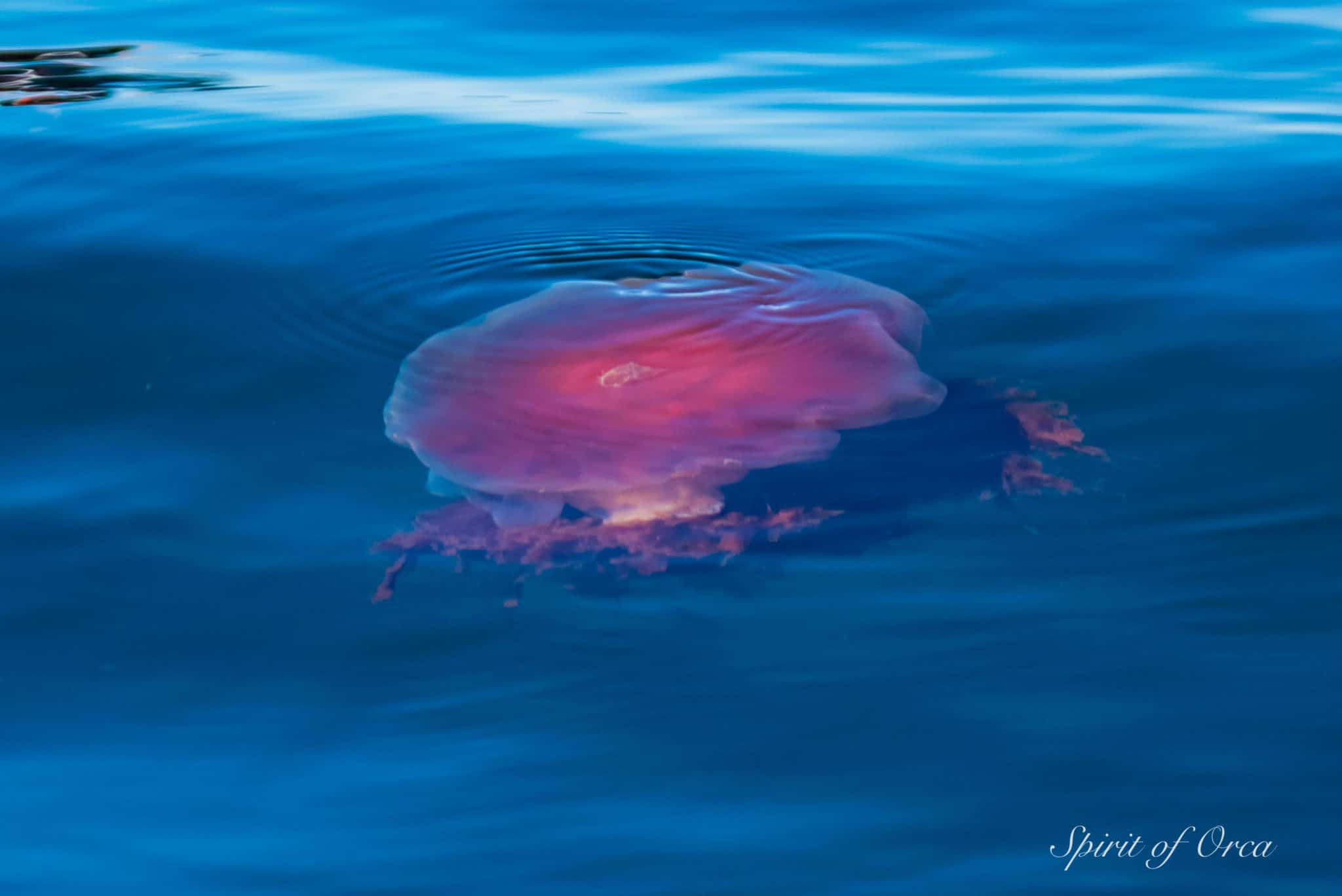 arctic red jellyfish