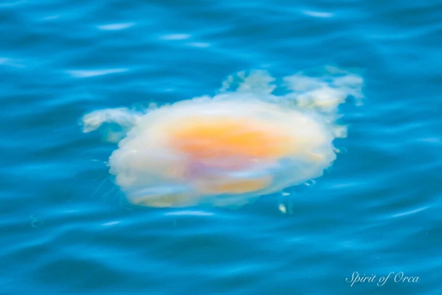 Egg Yolk Jellyfish