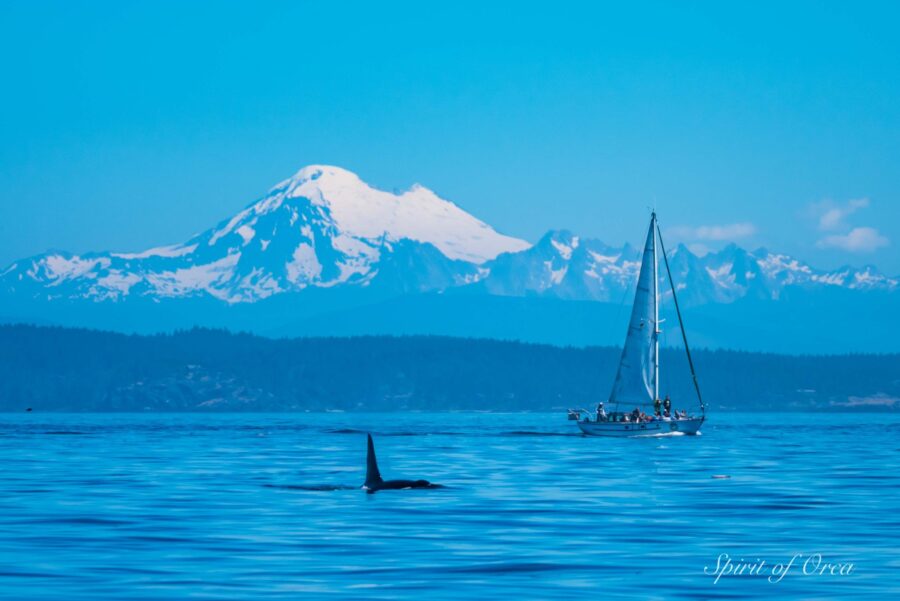 Mount Baker, Killer Whales