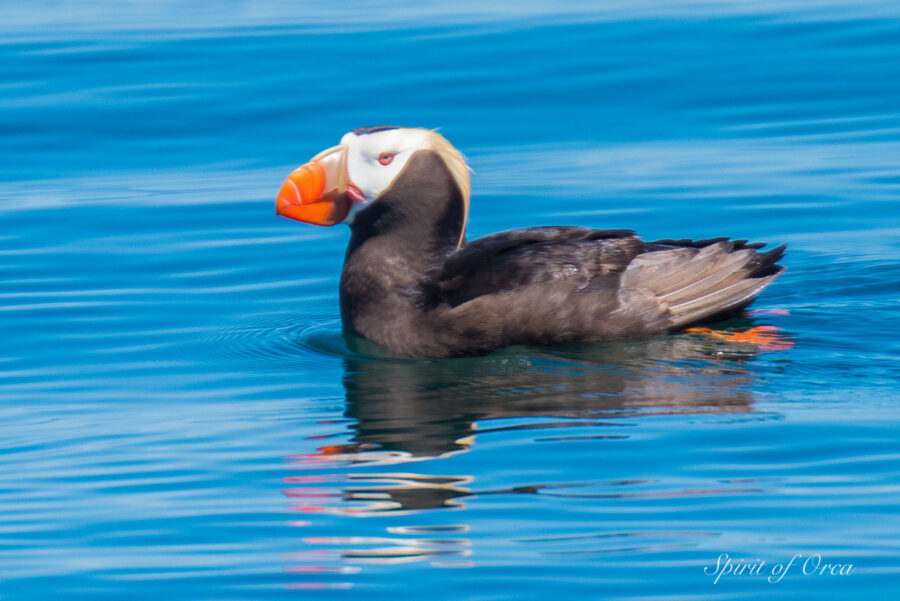 tufted puffin and orca