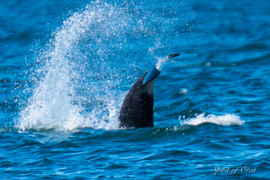 Tail lob of orca
