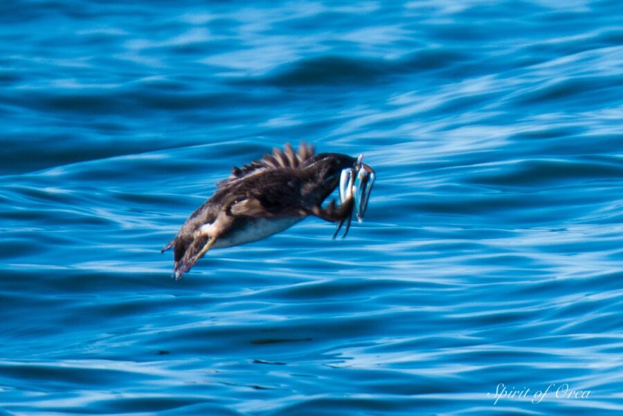 Auklet in flight with five fish