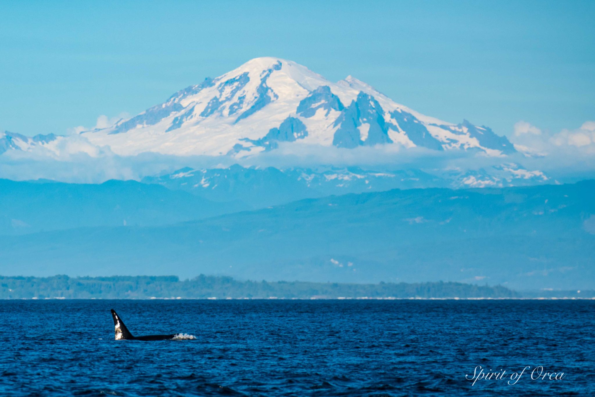 Orca male with mount baker