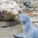 J Pod and Newborn Harbor Seals