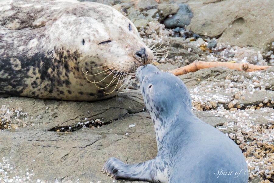 Harbor Seal Mom and Pup