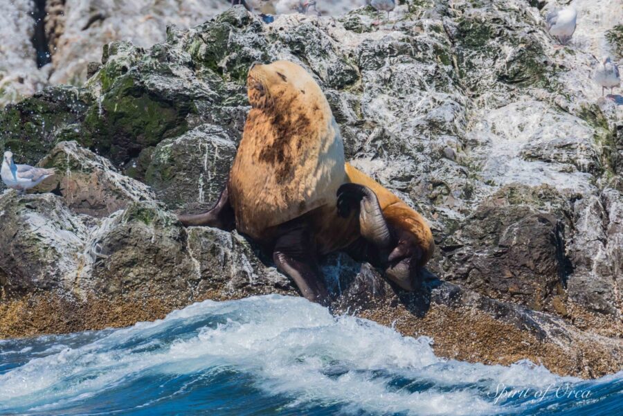 Kids Wading Orca Killing