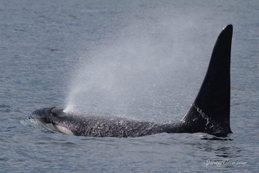 Southern Resident Killer Whale