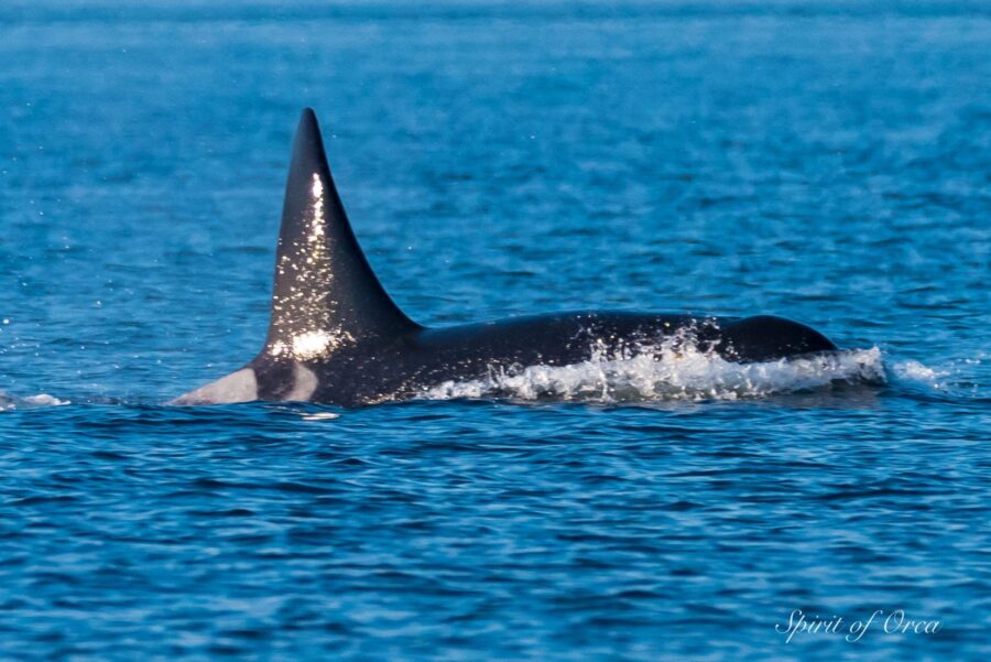 Orca in the Salish Sea