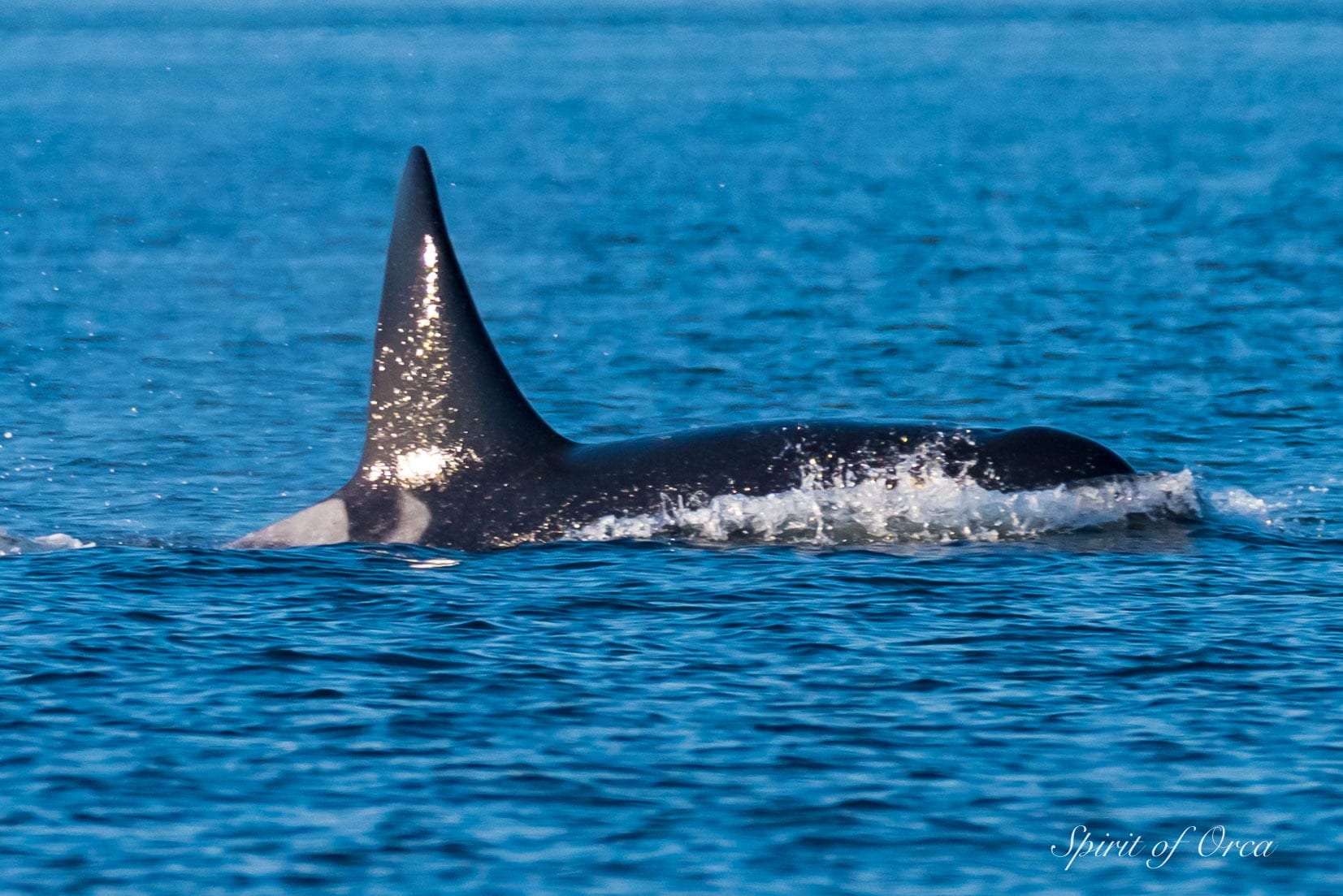Orca in the Salish Sea