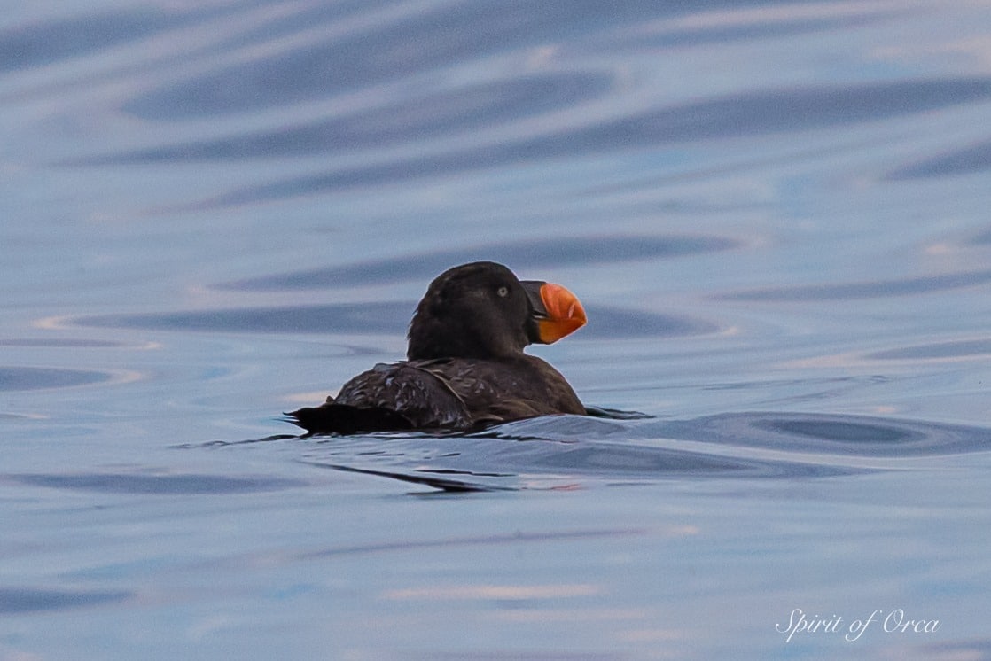 Tufted Puffin winter plumage