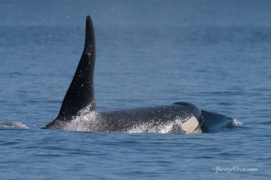 J’s, K’s, L’s plus Heather and Raptor Humpbacks