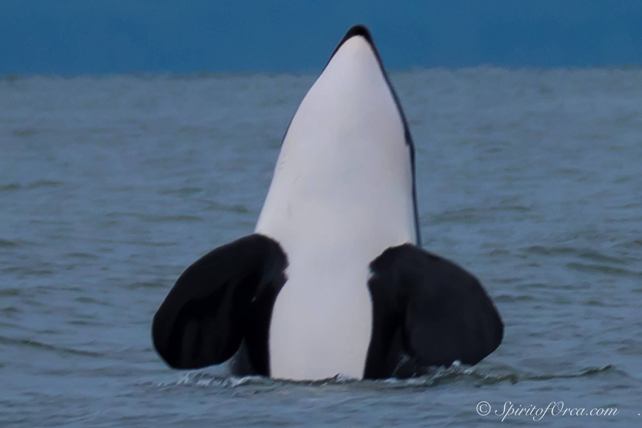 spy-hopping orca
