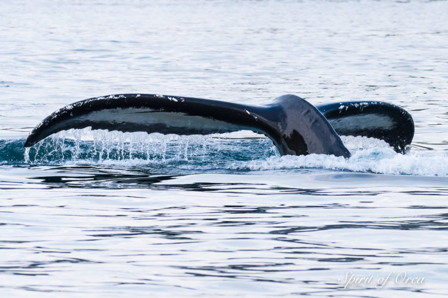 Zephyr Humpback whale feeding and fluking