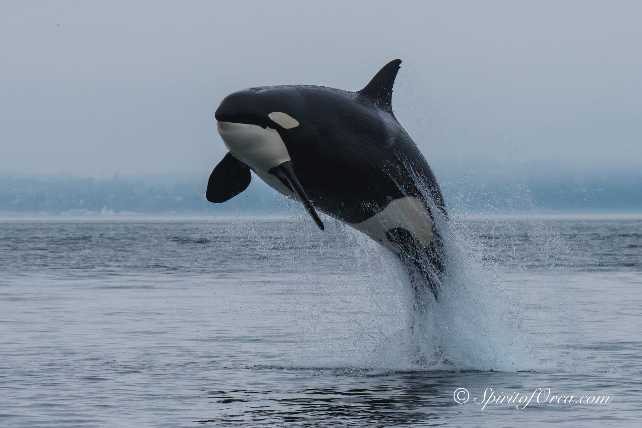 Gold Coast and Brisbane Whale Watching Guide | Queensland