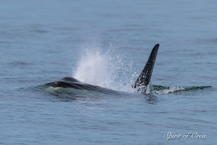 J Pod Whales way out west