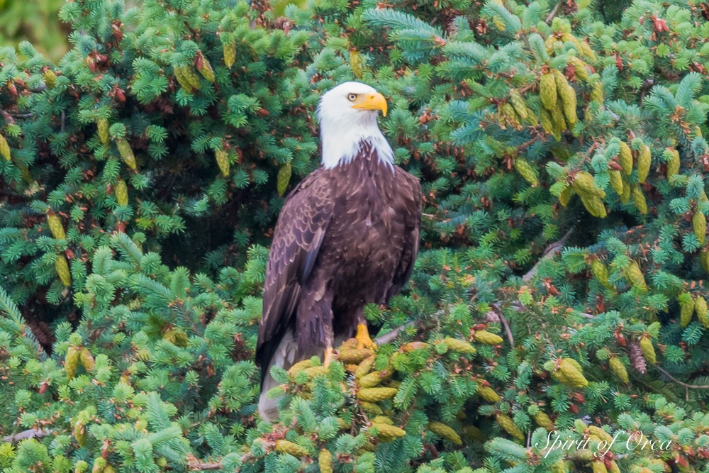 Beautiful Bald Eagle