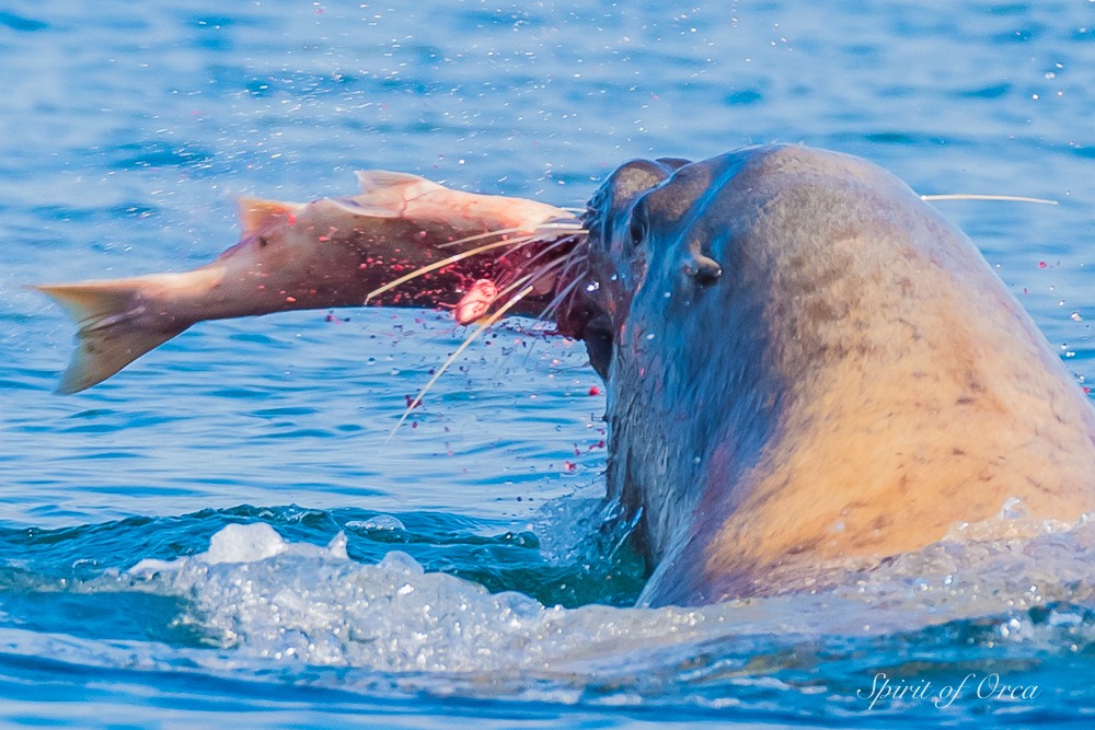 Stellar sea lion thrashing a salmon