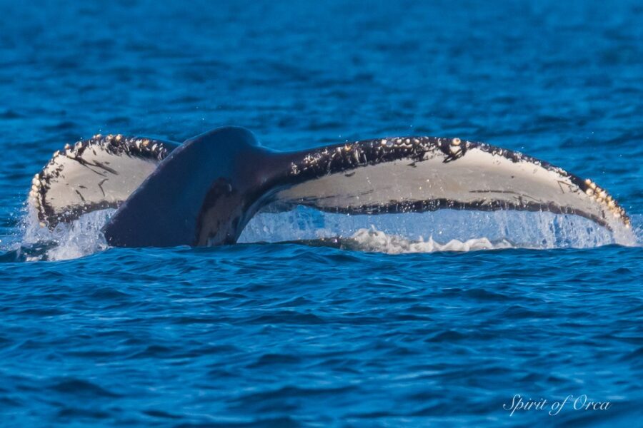 Many Humpbacks East of Race Rocks