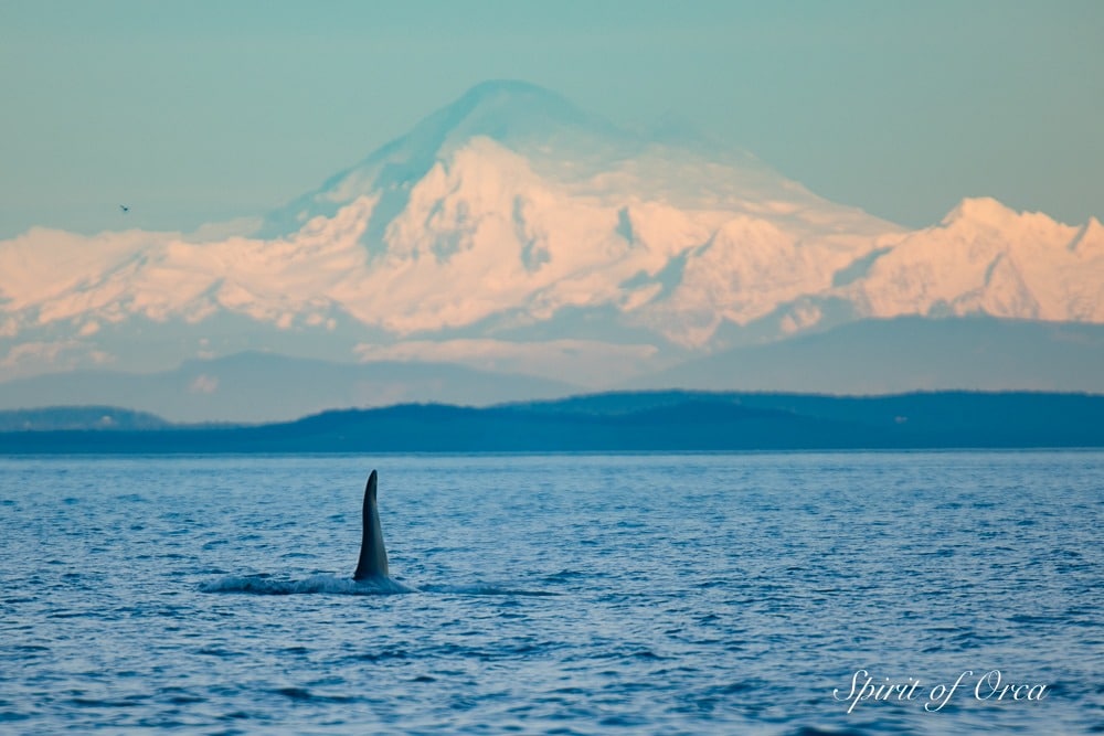 Mount Baker behind male orca