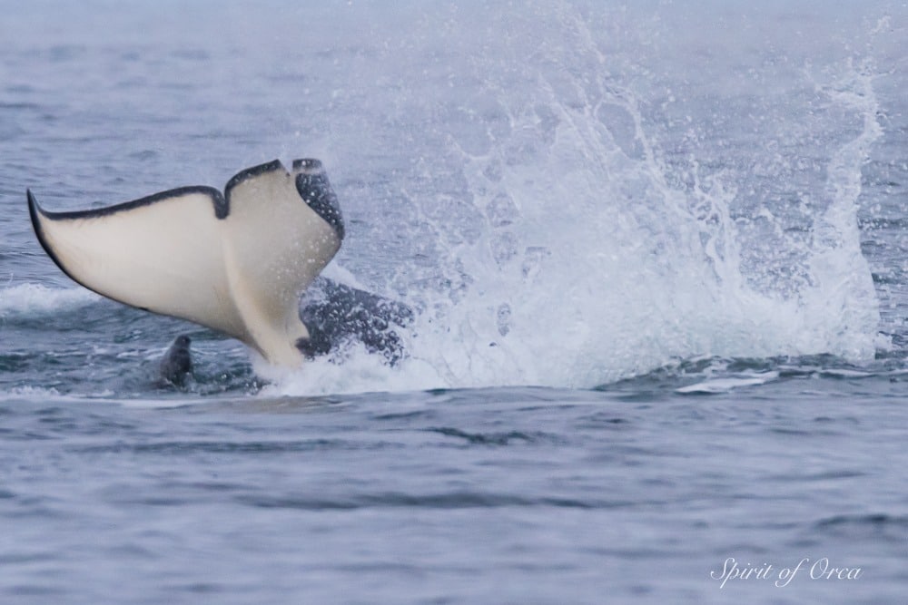 Biggs Killer Whales The T65As seal hunt