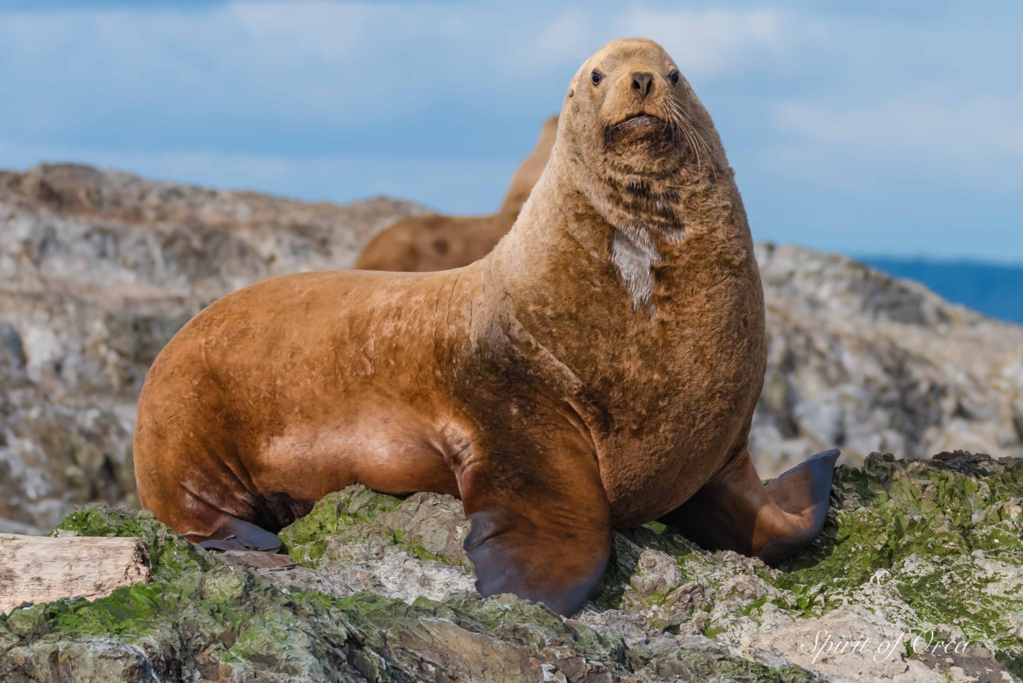 Big Mama and PopTart - Stellar Sea Lions - Spirit of Orca