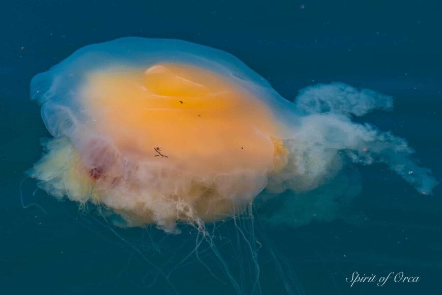 Egg Yolk Jellyfish