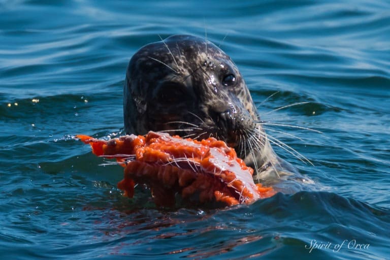 seal eating salmon