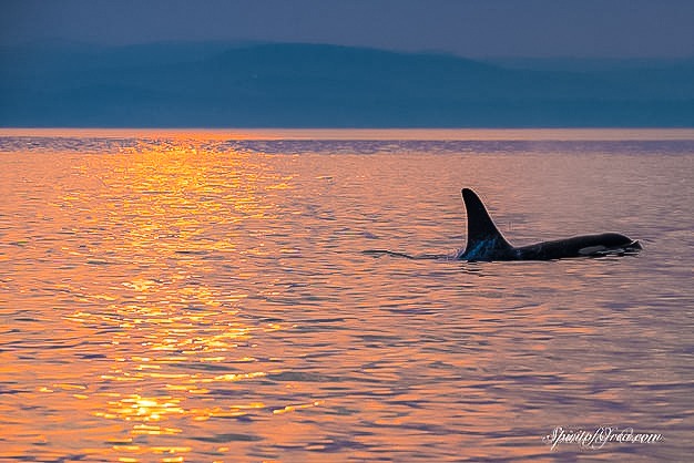 T2C’s and J Pod Orca