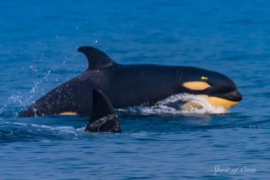 T65A5 orca calf