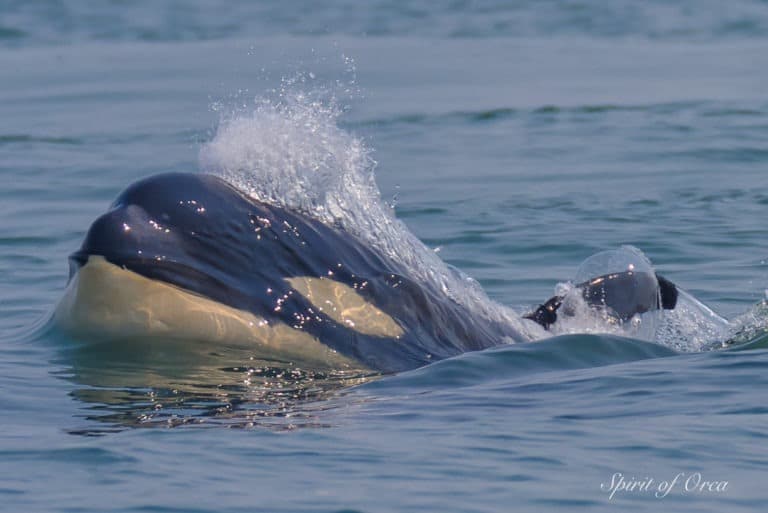 young orca calf