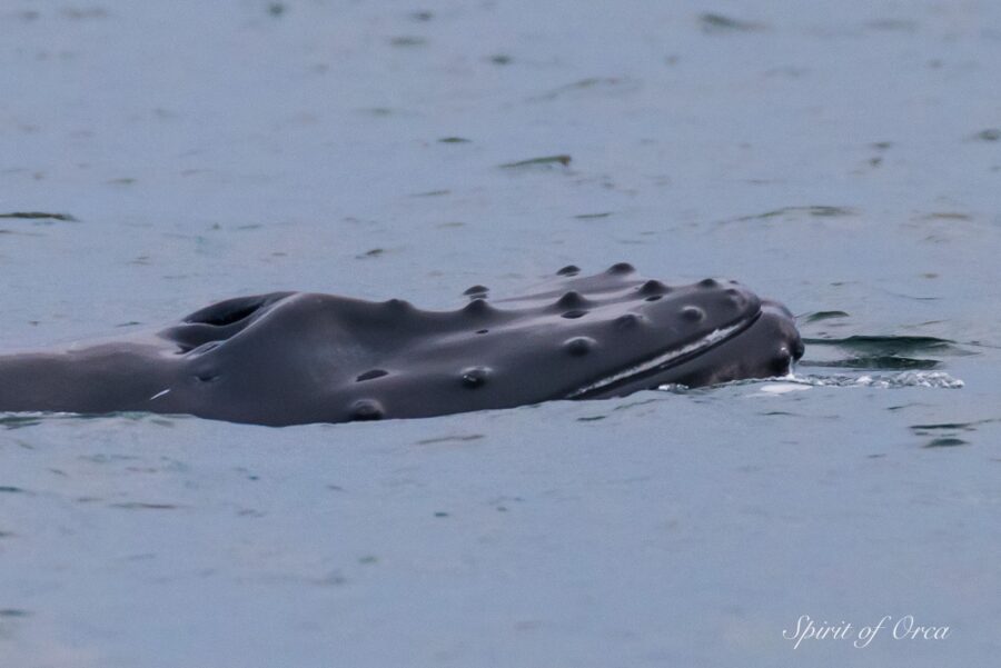 Humpback whale hair follicles