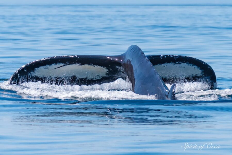 T65A’s-T30’s and 7 Humpbacks