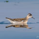 T37A’s, Heather, Raptor, Red-Necked-Phalarope