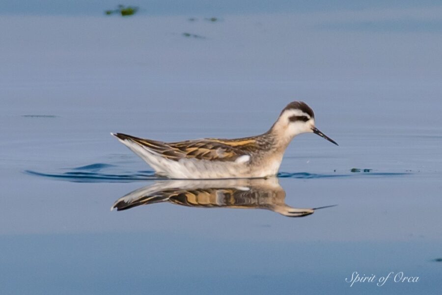 red necked phalarope