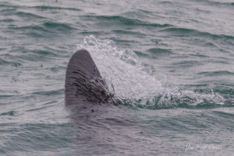 Dorsal fin slicing through water