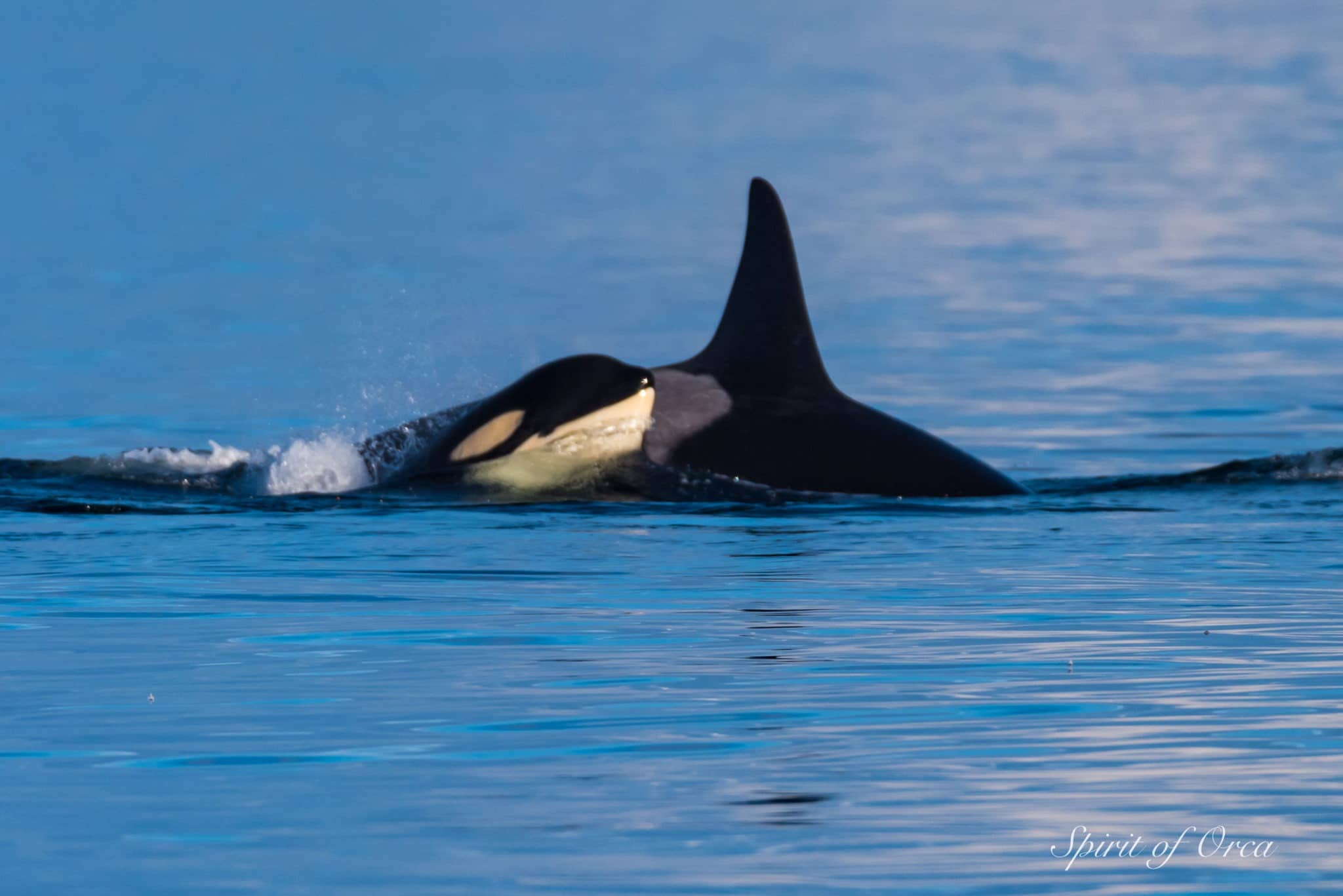 Mom and calf orca