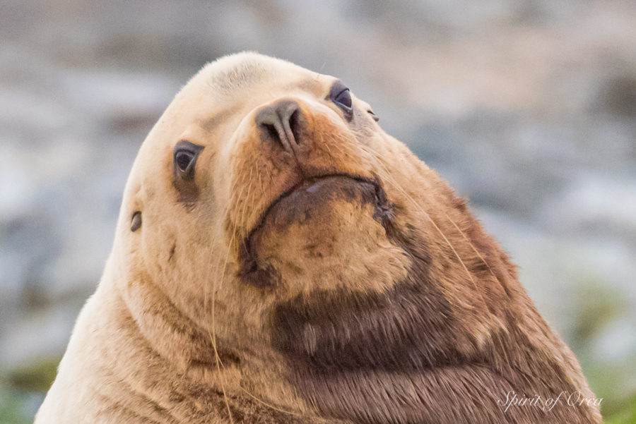 Stellar Sea Lion Bull