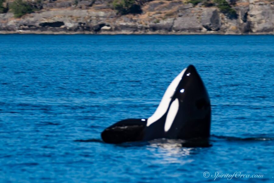 orca playing with seal