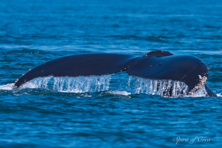 humpback Whale Fluke