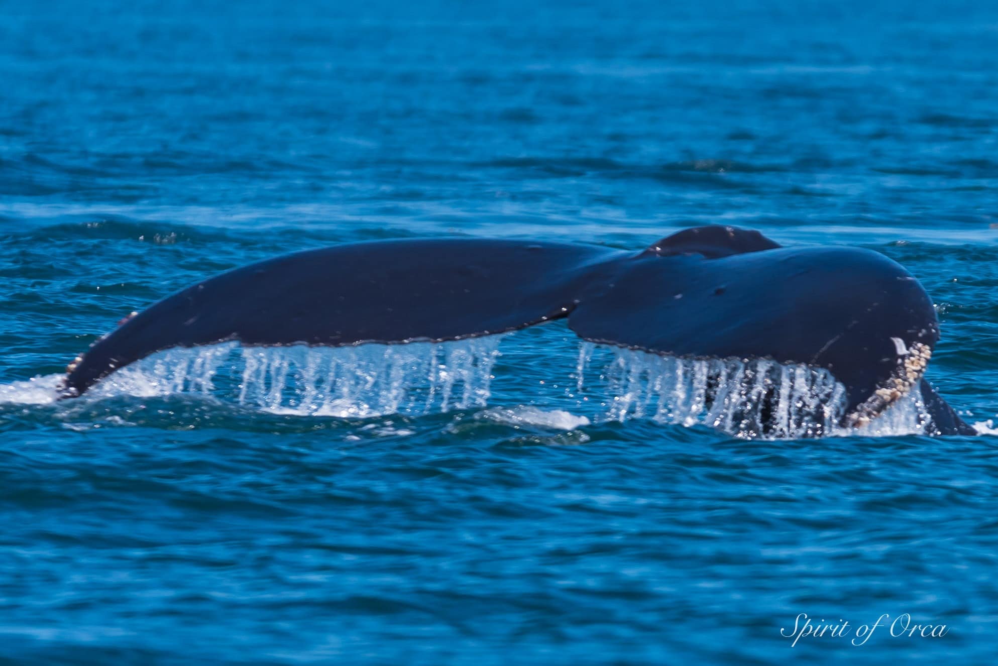 humpback Whale Fluke