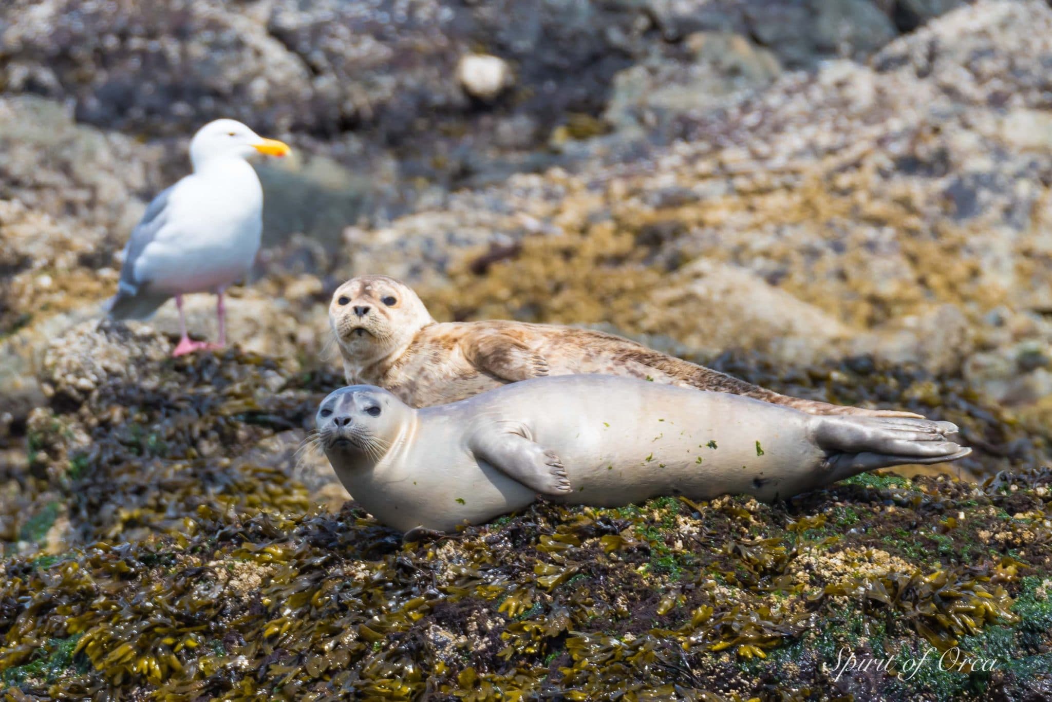 Whales Eagles and Octopus Eaten by Eagle Spirit of Orca