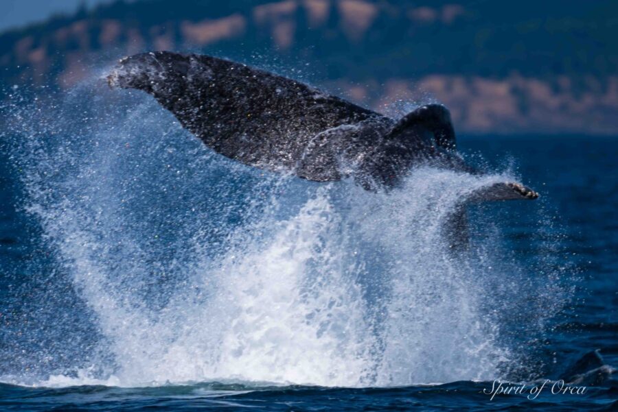 humpback cartwheel
